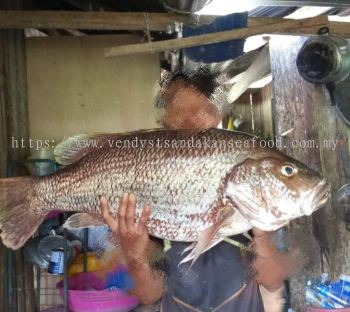 (WILD-SEA) Green Grouper 野生青曹鱼 Market Price: RM58.00/kg---------VPP: RM42.00/kg