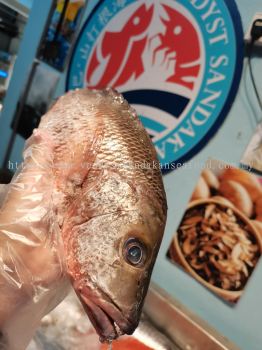 (WILD-SEA) Red Grouper(Red Chao) 野生红曹鱼