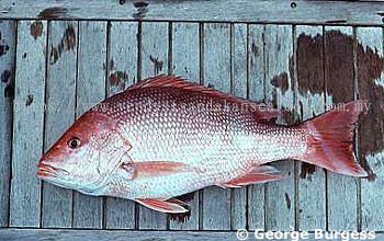 (WILD-SEA)- Red Snapper 野生红鸡鱼