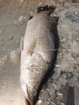 (WILD-SEA) Siakap( Barramundi) 野生蟒曹鱼