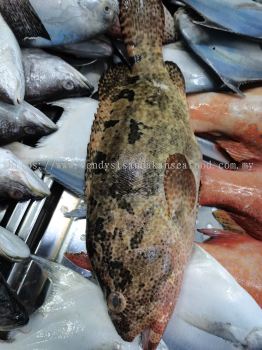 (WILD-SEA) Tiger Grouper With Yellow Skin 野生黄皮老虎斑(Top 7)