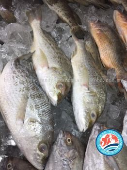 (WILD-SEA)- White Snapper 野生白枣鱼