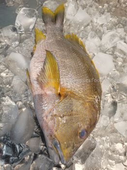 (WILD-SEA)-Hoi Di Ji (Blubberlip Snapper)(Premium Wild Fish) 野生海底鸡（菲力宾边界）