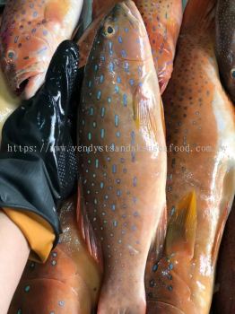 (WILD-SEA)-Seven Star(Coral Trout)