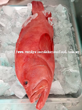 (WILD-SEA) Red Kuaci- Tomato Grouper 野生红瓜子鱼