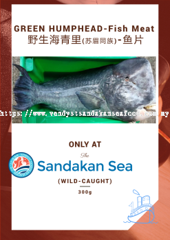 (WILD-SEA)- Green Humphead Fish- Fillet(No Bone)野生海青里- 鱼片（苏眉同族）