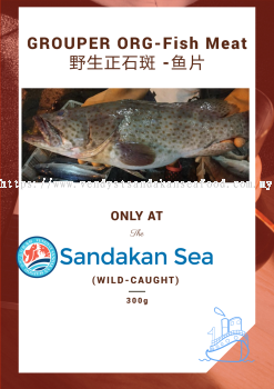 (WILD-SEA)- Grouper Org- Fillet(No Bone) 野生正石斑- 鱼片