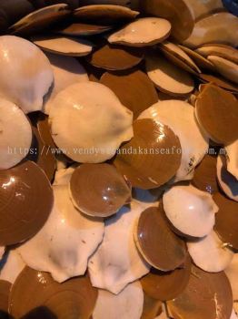 Sandakan Fresh SCALLOPS(With Shell) 山打根扇贝带子（整粒）