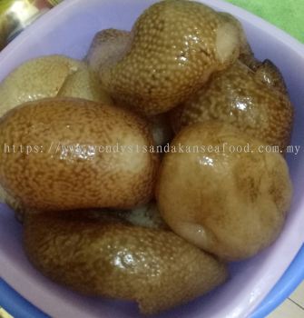 (WILD) Sandakan's Sea Cucumber (Bo Zai) 野生海参（波仔）