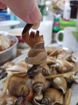 (WILD) SDK Premium Sea Snail(Tong Feng lo)(Sand removed) 山打根东风螺（走沙）