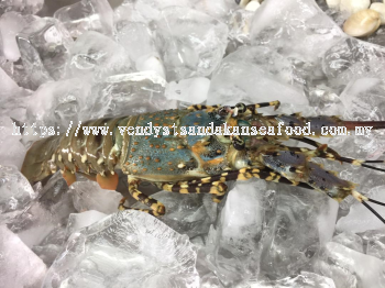 (WILD-SEA) Fresh Lobster 野生龙虾