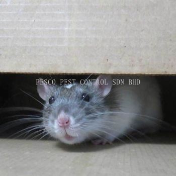 Rats/ Rodents Control