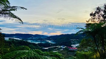 Cameron Highland 金马仑