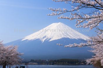 8D5N TOKYO+DISNEYLAND:MT FUJI:[BULLET TRAIN] HAMAMATSU:KYOTO:OSAKA TRAVEL PACKAGES