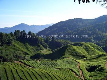 Singapore to Cameron Highlands