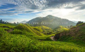 Cameron Highlands Day Travel Package
