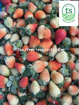 Strawberry 草莓 2kg/ctn