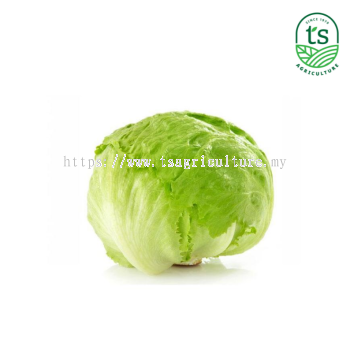 Iceberg Lettuce 玻璃生菜 10kg/ctn