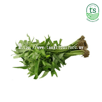 Kangkung 蕹菜 6kg/ctn