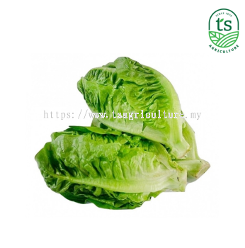 Baby Romaine 香旦 8kg/ctn