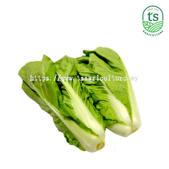 Sayur Kerinting 皇京白 10kg/ctn