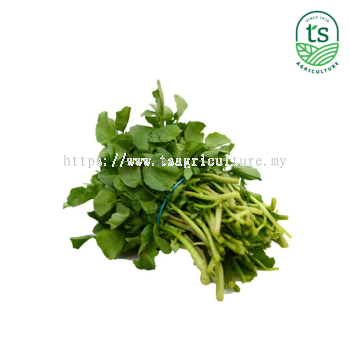 Watercress 西洋菜 5kg/ctn