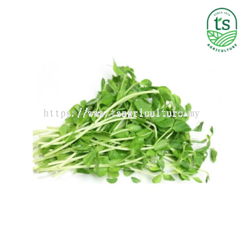 Pea Sprout 豆苗 4kg/ctn