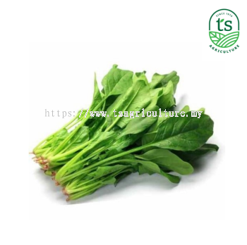 Spinach 菠菜 7kg/ctn