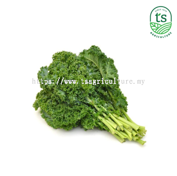 Kale 羽衣甘蓝 2kg/ctn