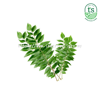 Daun Kari 咖哩叶 1kg/ctn