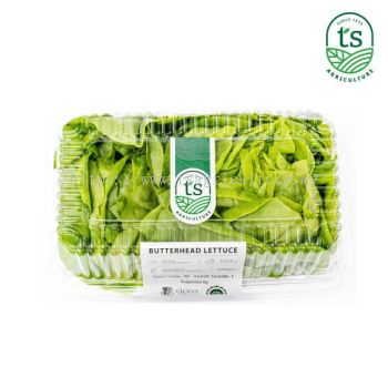 Salad Butterhead Lettuce 250gm+- (12pck/ctn)