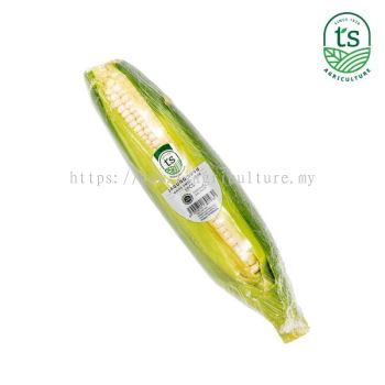 White Sweet Corn / Jagung Susu Manis 1PCS (12pck/ctn)