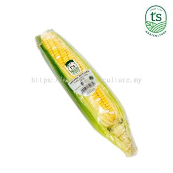 Pearl Sweet Corn 1PCS  (12pck/ctn)