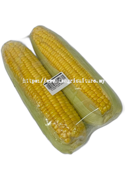 Sweet Corn 2PCS (13pck/ctn)