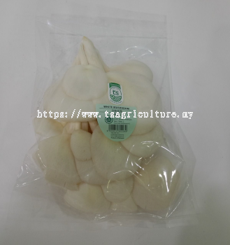 Abalone Mushroom (White) 200gm+- (15pck/ctn)
