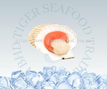 Half Shell Scallop with Roe 1kg/PKT