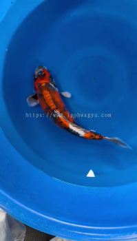 Genuine Japan Koi Kin Kikokuryu 45cm from Marusei Farm