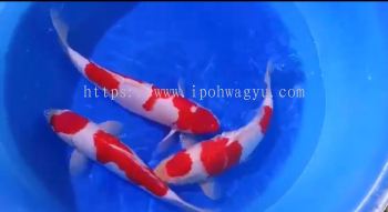 Genuine Japan Koi Kohaku 30-35cm from Hoshikin Farm