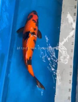 GENUINE JAPAN KOI HI UTSURI FROM MARUSEI FARM 53cm 