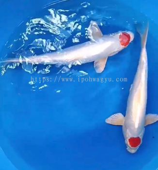 Genuine Japan Koi Tancho 40cm++ from Hoshikin Farm