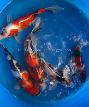 Genuine Japan Koi Showa 33-38cm from Dainichi Farm