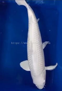 Genuine Japan Koi Silver Platinum 50cm from Konishi Farm