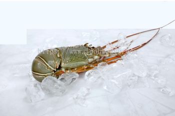 SABAH GREEN LOBSTER/龙虾(1KG+/-)