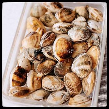 JAPANESE CLAM / ASARI CLAM / LALA (500G/PKT) - ( 3 packets per order / 500 gm x 3)