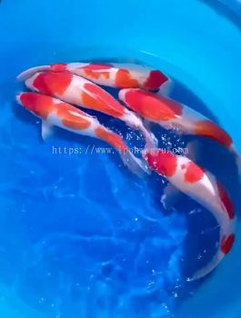 JAPAN KOHAKU 30-35cm from HOSHIKIN FARM ( HIGH GRADE )