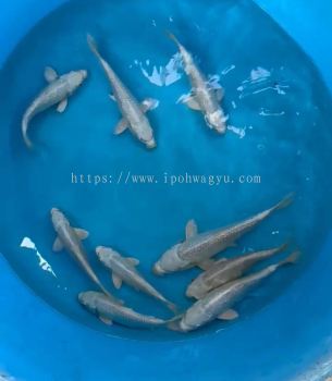 JAPAN SILVER PLATINUM KOI 18-22cm from YAMASAM FARM