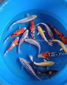 JAPAN KOI 30-35cm from MARUHIRO, MARUSEI & ISA FARM