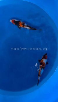 JAPAN SHOWA HIGH GRADE 25cm++ FROM KIBI FARM ( KOI SHOW LEVEL ) 