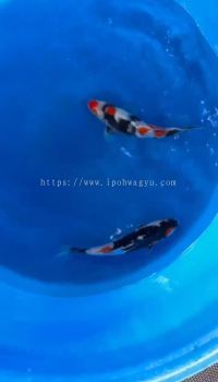 25CM++ JAPAN SHOWA HIGH GRADE FROM KIBI FARM ( KOI SHOW LEVEL )