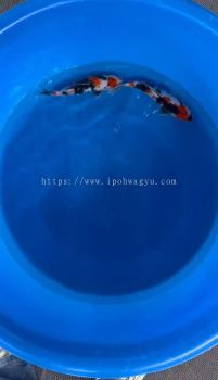 HIGH GRADE JAPAN SHOWA 25cm++ FROM KIBI FARM ( KOI SHOW LEVEL )